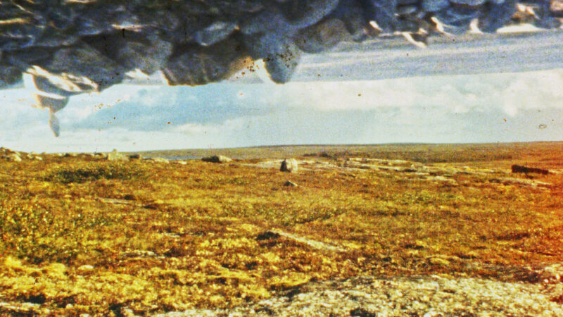 Znrnz064nTuktuit Caribou Still 3